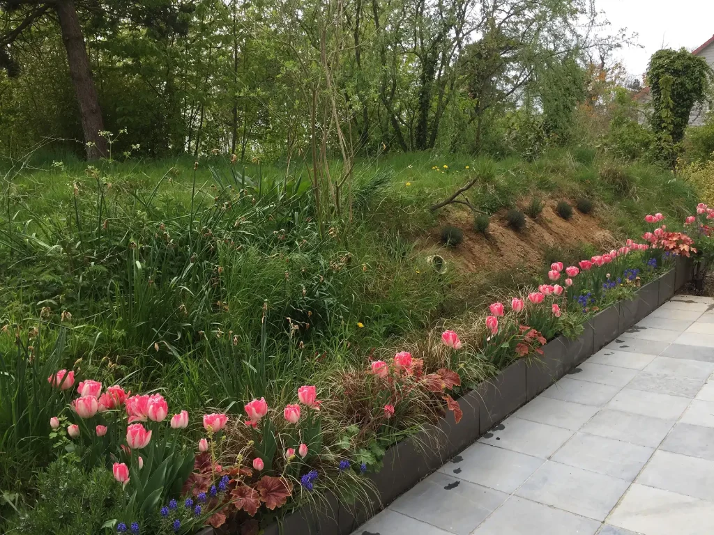 Le parterre de Tulipes qui borde la terrasse - les Glycines